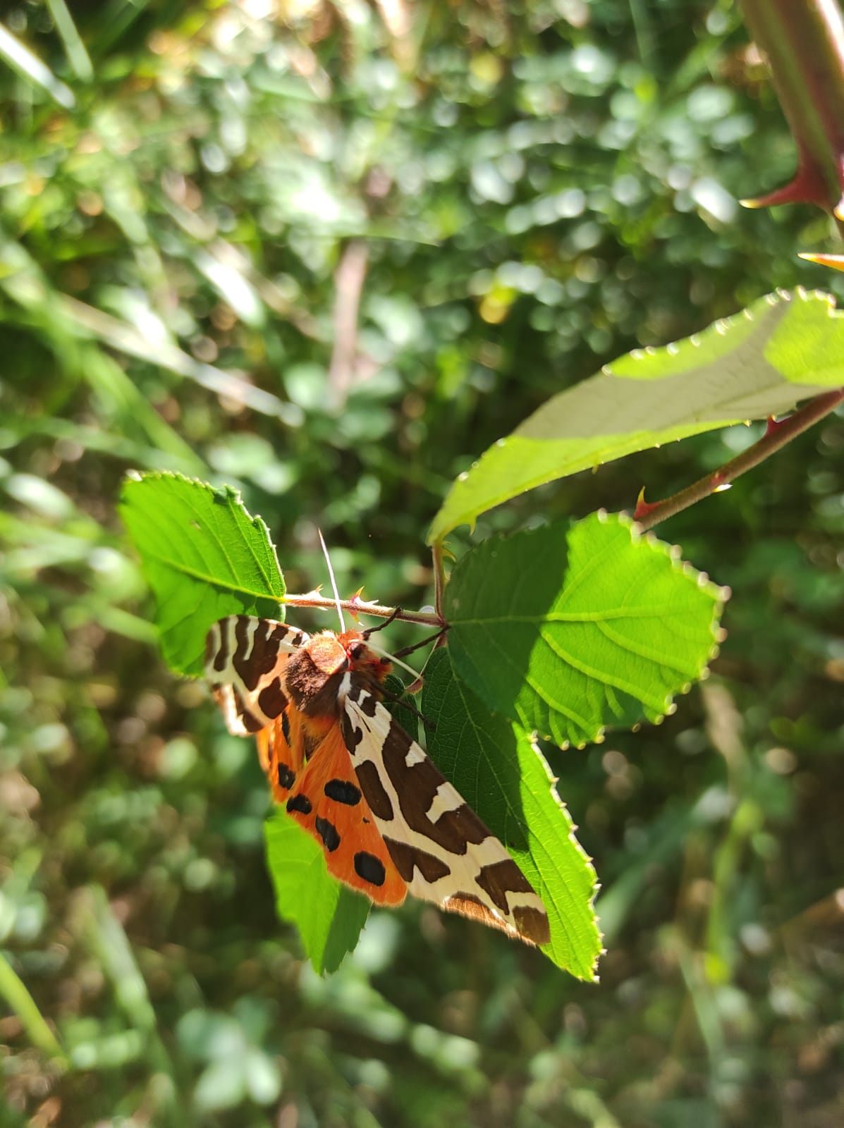 Sensibilitat magnètica